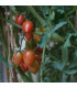 Paradajka Artisan Pink Tiger - Solanum lycopersicum - Predaj semien rajčiaka - 5 ks