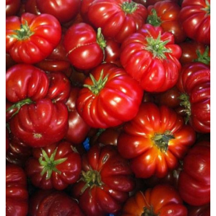 Paradajka Costoluto Fiorentino - Lycopersicon esculentum - Predaj semien rajčiaka - 7 ks