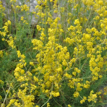 Lipkavec syridlový - Galium verum - semiačka - 250 ks