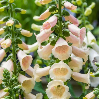 Náprstník oranžový - Digitalis purpurea - semiačka - 0,08 g