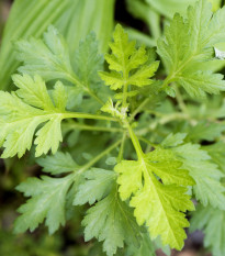 Palina ročná - Artemisia annua - semiačka - 0,02 g