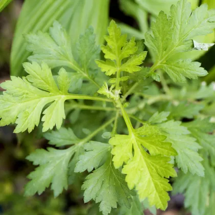 Palina ročná - Artemisia annua - semiačka - 0,02 g