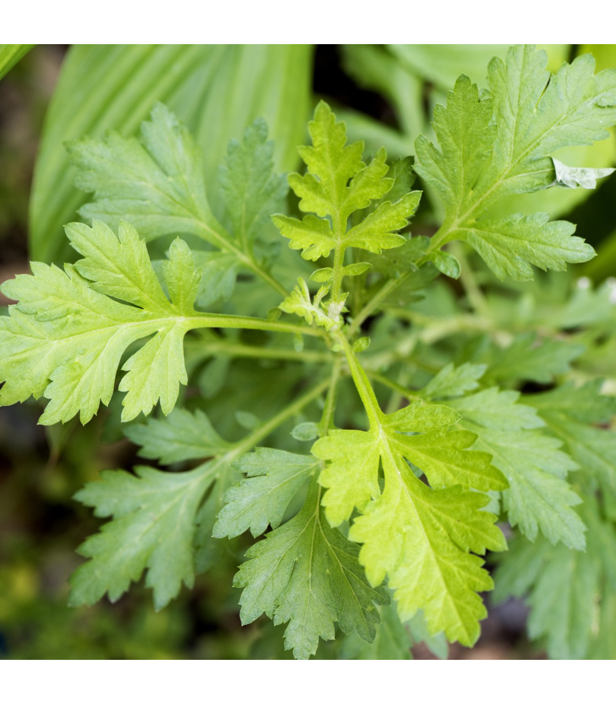 Palina ročná - Artemisia annua - semiačka - 0,02 g