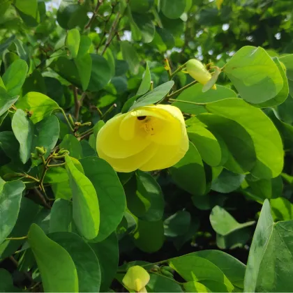 Bauhinia plstnatá - Bauhinia tomentosa - semiačka - 4 ks