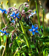 Borák lekársky modrý - Borago officinalis - semiačka - 20 ks