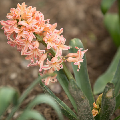Hyacint Gipsy Princess - Hyacinthus L. - predaj cibuľovín - 1 ks