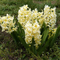 Hyacint City of Haarlem - Hyacinthus orientalis - predaj cibuľovín - 1 ks