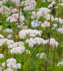 Kozlík lekársky - Valeriana officinalis - semiačka - 150 ks