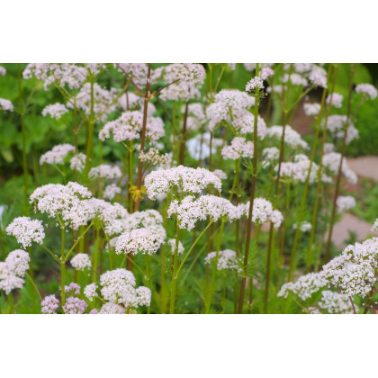 Kozlík lekársky - Valeriana officinalis - semiačka - 150 ks