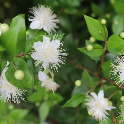 Myrta obyčajná - myrtus communis - semiačka - 5 ks