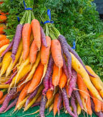 Mrkva letná Rainbow F1 - Daucus carota - semená mrkvy - 50 ks