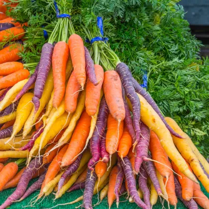 Mrkva letná Rainbow F1 - Daucus carota - semená mrkvy - 50 ks