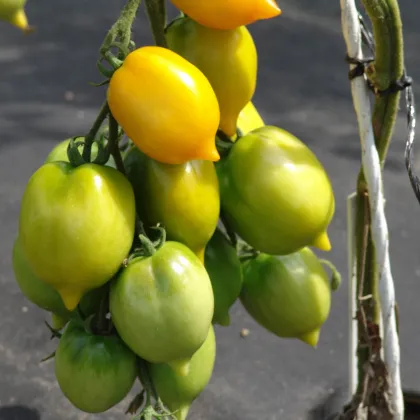 Paradajka Citrina kolíková - Solanum lycopersicum - Semená rajčiaka - 10 ks