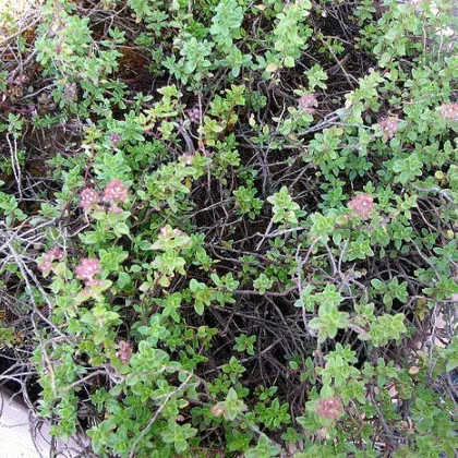 Tymián francúzsky letný - Thymus vulgaris - semiačka - 50 ks