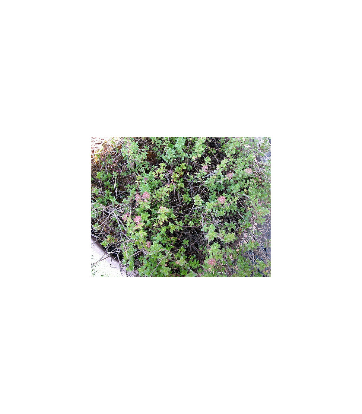 Tymián francúzsky letný - Thymus vulgaris - semiačka - 50 ks