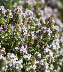 Tymián obyčajný  - Thymus vulgaris - semiačka - 0,08 g