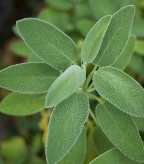 Šalvia lekárska - Salvia officinalis - predaj semien - 20 ks