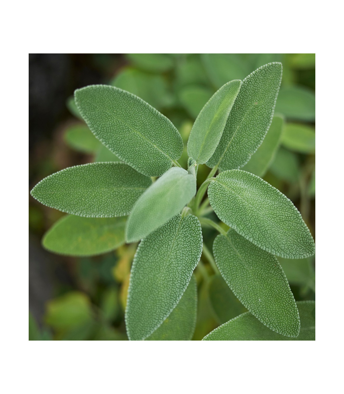 Šalvia lekárska - Salvia officinalis - semiačka - 20 ks