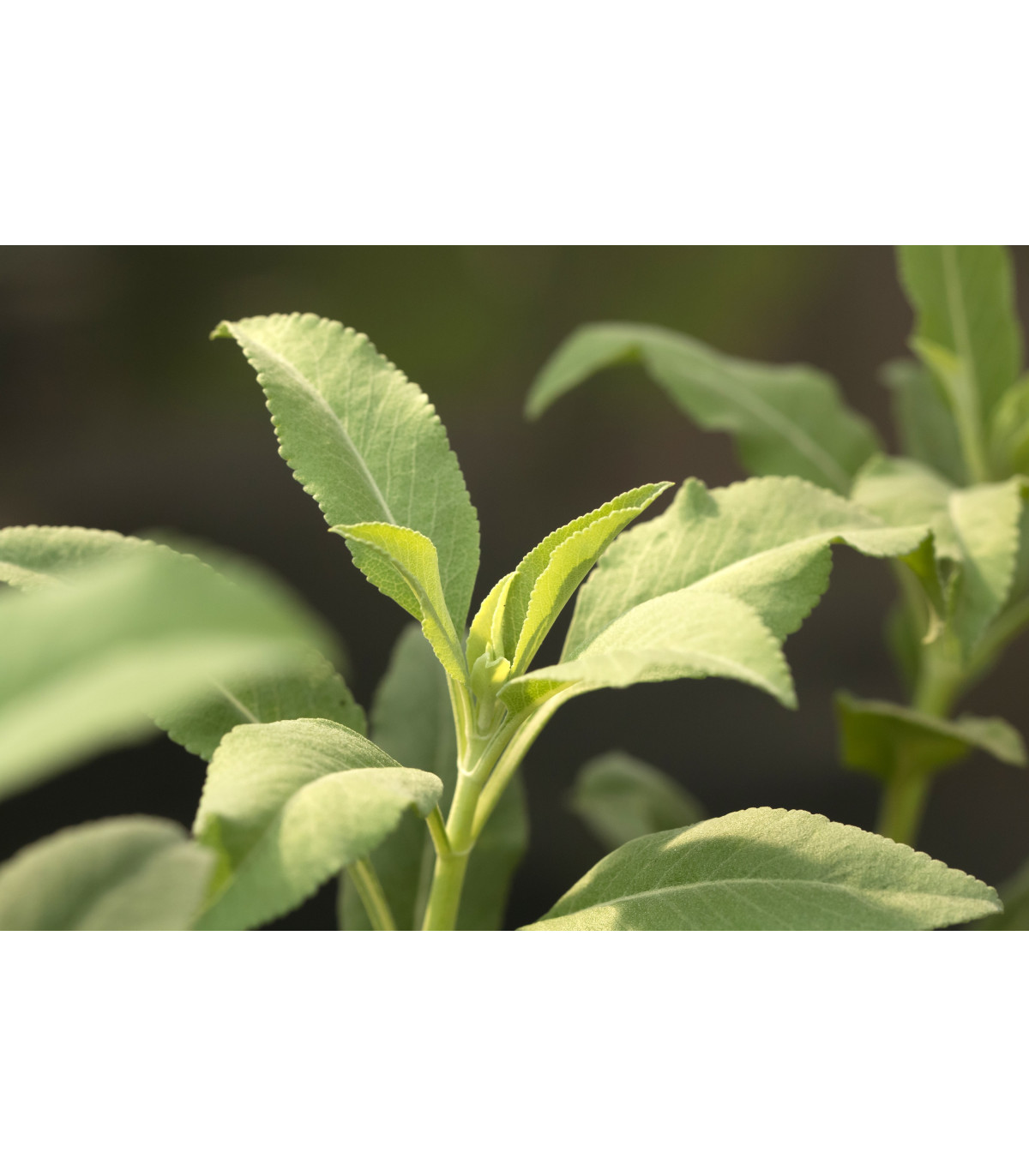 Šalvia biela - Salvia apiana - semiačka - 10 ks
