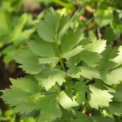 Ligurček lekársky - Levisticum officinale - semiačka - 0,4 g