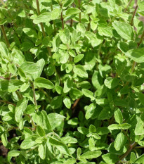 Majorán divý - Pot marjoram - semiačka - 500 ks