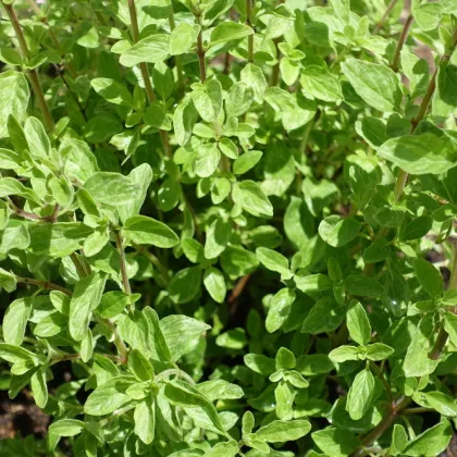 Majorán divý - Pot marjoram - semiačka - 500 ks