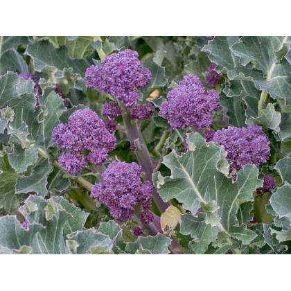 Brokolica skorá fialová - Rudolph - Brassica oleracea - predaj semien brokolice - 30 Ks
