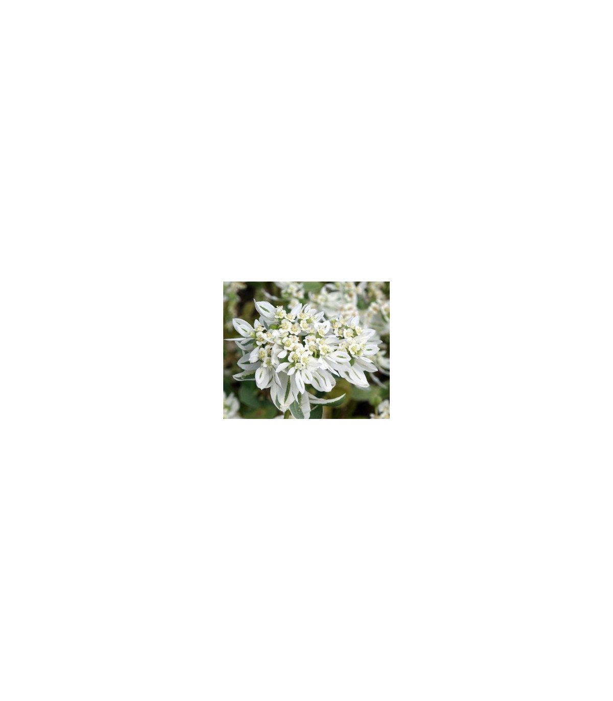 Mliečnikovka obrúbená - Sneh na horách - Euphorbia marginata - semiačka - 20 ks