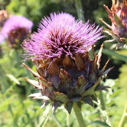 Artičoka kardová - Cynara cardunculus - semiačka - 10 ks