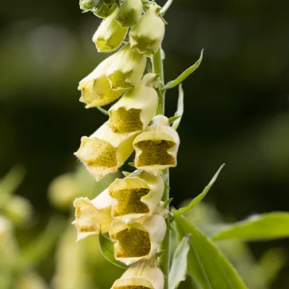 Náprstník žltý - Digitalis lutea - semená - 0,02 g