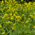 Roripovník východný - Bunias orientalis - Turecká roketa - 6 ks