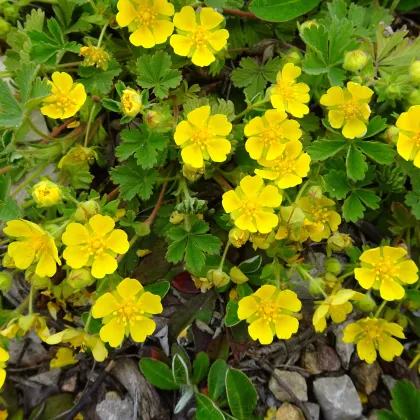 Nátržník vzpriamený - Potentilla erecta - predaj semien - 8 ks