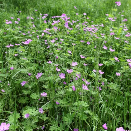 Pakosť smradľavý - Geranium robertianum - semiačka - 10 ks