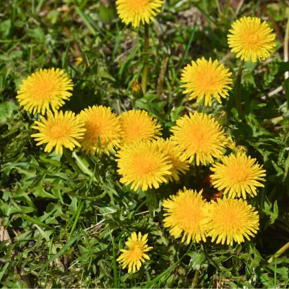 Púpava lekárska - Taraxacum ruderalia - semiačka - 400 ks