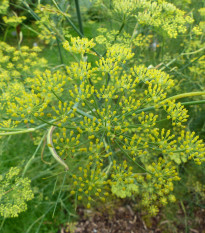 Aníz - Pimpinella anisum - semiačka - 350 ks