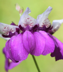 Kolinsia - Collinsia heterophylla - semiačka - 300 ks