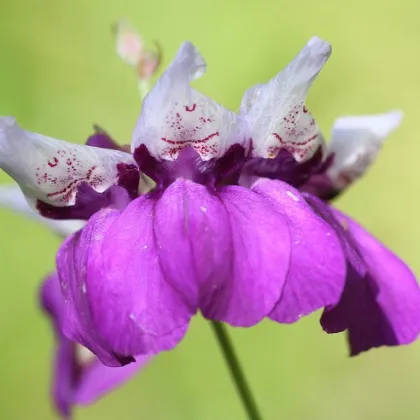 Kolinsia - Collinsia heterophylla - semiačka - 300 ks