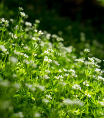 Marinka voňavá - Asperula odorata - semiačka - 6 ks