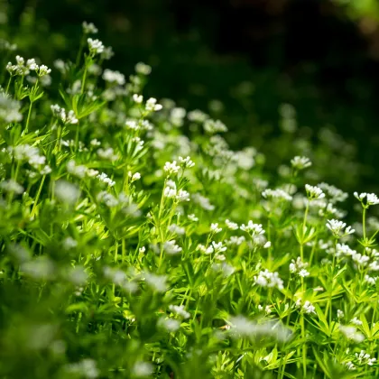 Marinka voňavá - Asperula odorata - semiačka - 6 ks