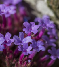 Verbena - Železník lekársky - Verbena officinalis - predaj semien - 200 ks