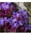 Verbena - Železník lekársky - Verbena officinalis - predaj semien - 200 ks