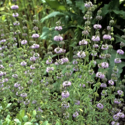 Mäta kobercová - Mentha pulegium - semiačka - 25 ks