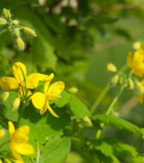 Lastovičník väčší - Chelidonium majus - semiačka - 100 ks