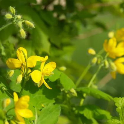 Lastovičník väčší - Chelidonium majus - semiačka - 100 ks