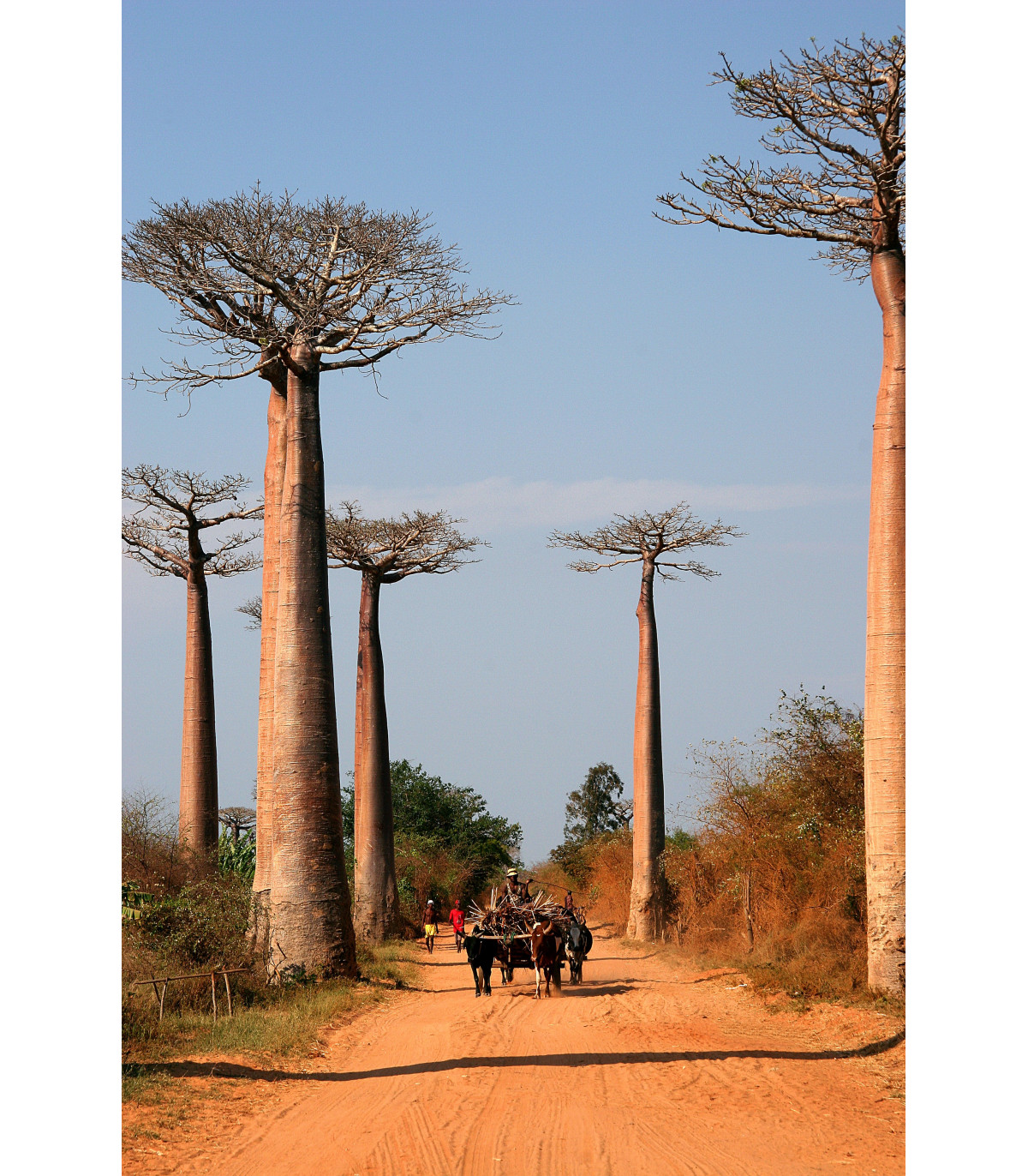 Baobab Za - Adansonia madagascariensis - semená - 3 ks