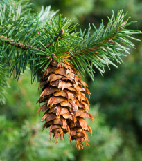 Duglaska tisolistá - Pseudotsuga menziesii - semená borovice - 8 ks