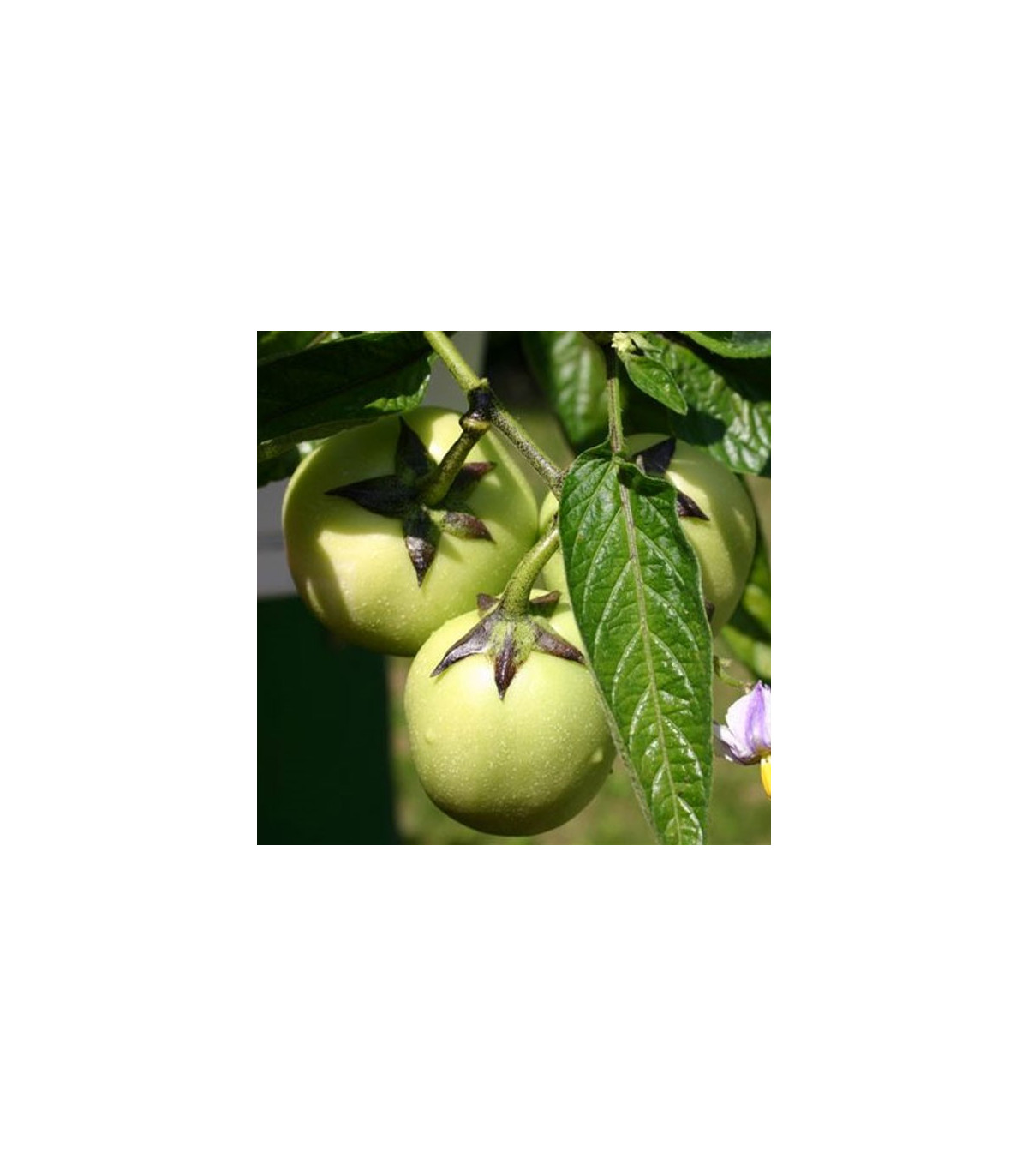 Pepíno - Solanum muricatum - semiačka - 5 ks