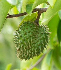 Graviola - Fľaškovník - Annona muricata - semiačka - 4 ks