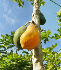 Papaya Sunrise - Carica Papaya - semiačka - 4 ks