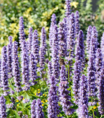 Agastache vrásčitá - kórejská Seoul - Agastache rugosa - semiačka - 20 ks